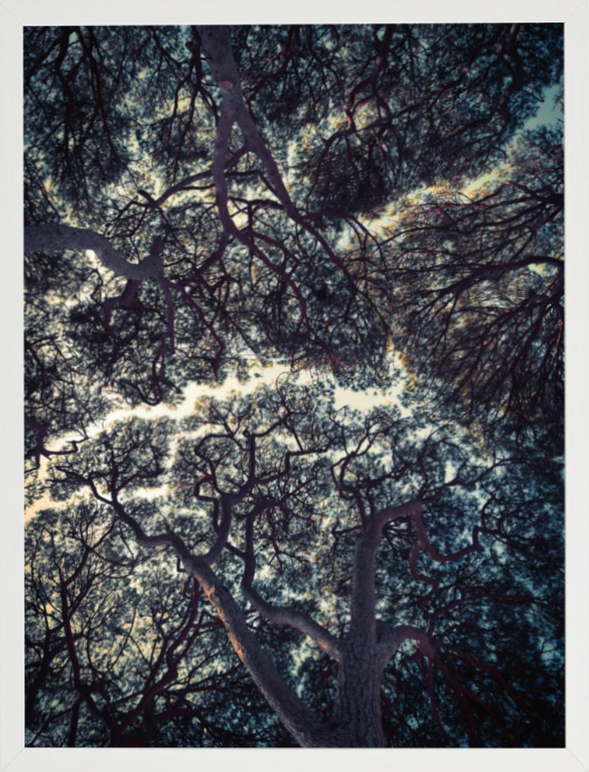 Trees of Antibes – Stillleben mit dunkelgrünen Baumaufsätzen und blauem Himmel im Angebot 3