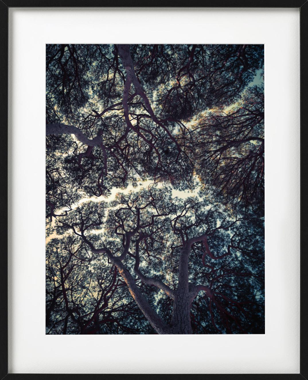 Trees of Antibes – Stillleben mit dunkelgrünen Baumaufsätzen und blauem Himmel im Angebot 4