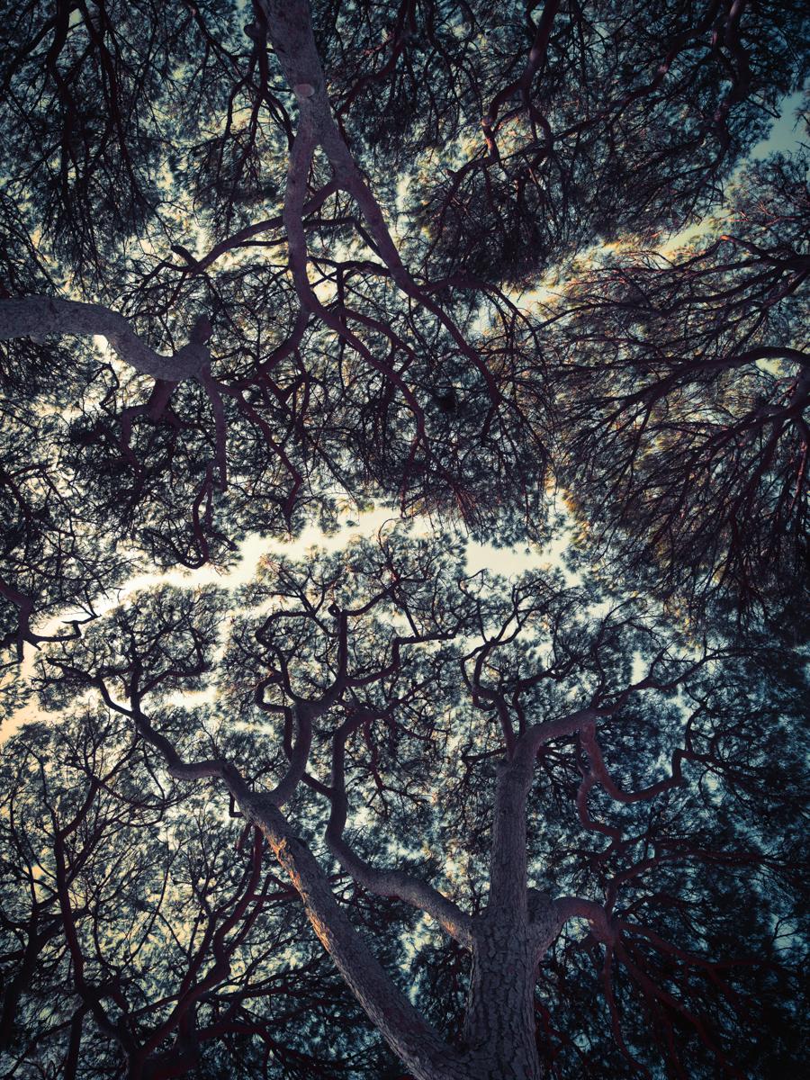 Tina Trumpp Color Photograph – Trees of Antibes – Stillleben mit dunkelgrünen Baumaufsätzen und blauem Himmel
