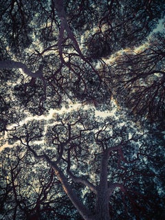 Trees of Antibes – Stillleben mit dunkelgrünen Baumaufsätzen und blauem Himmel