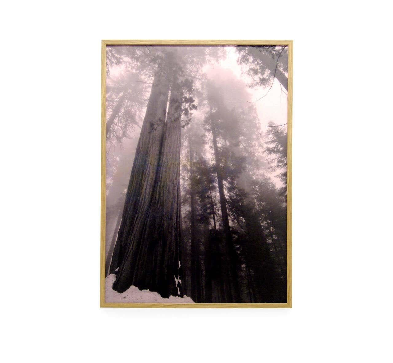 Large and unique print titled Can Not Be Pictured – OH NO OH NO! (The Sequoias).

Digital collage from digital photography [2011].

Diptych, toner print on 90 g pink paper, mounted on Kapafix.

Glass and oak coated frames. 

Measures: Each