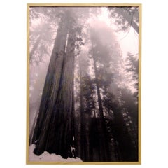 «Can Not Be Pictured – OH NO OH NO! (The Sequoias)» large print by Tine Semb