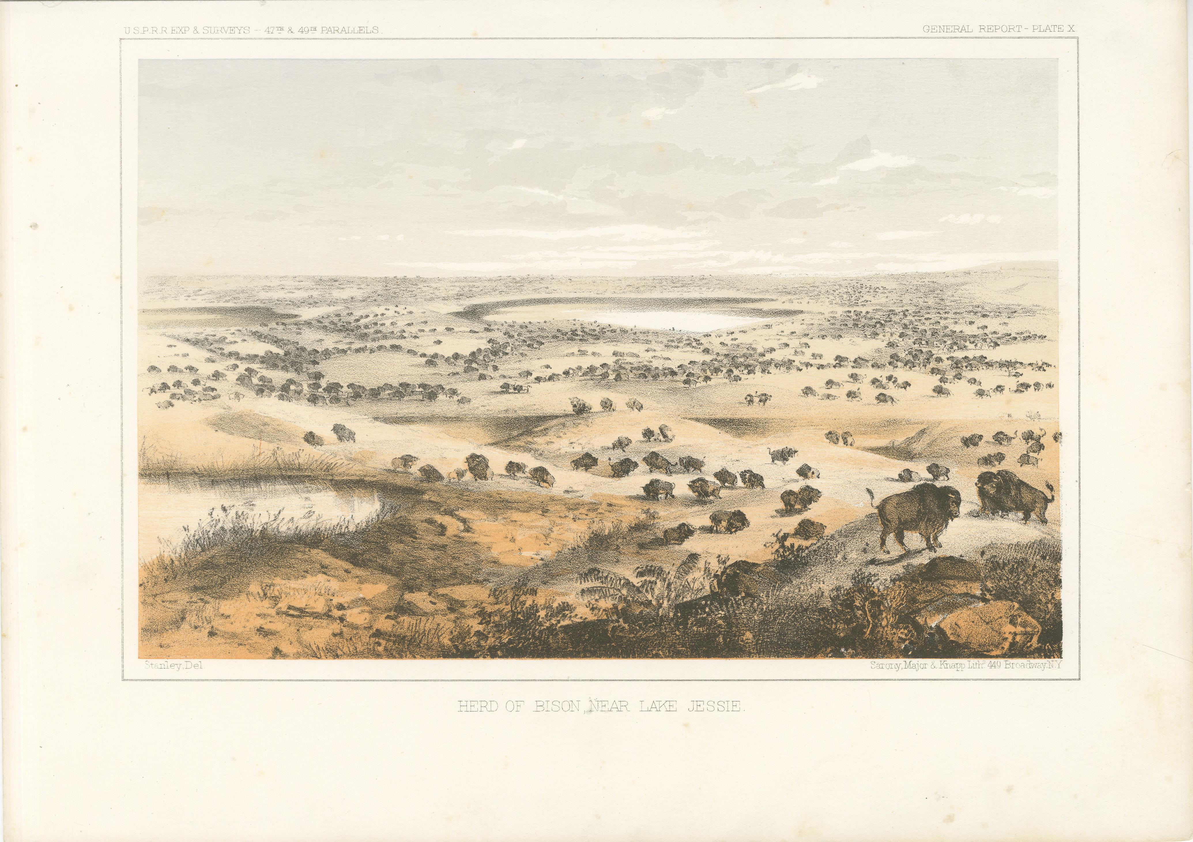 Title: Tinted Lithograph of a Herd of Bison Near Lake Jessie, 1856  

Description:  This striking lithograph, 