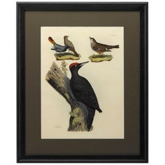 "Tithy's Redstart" Hand Colored Engraving by Prodeaux Shelby
