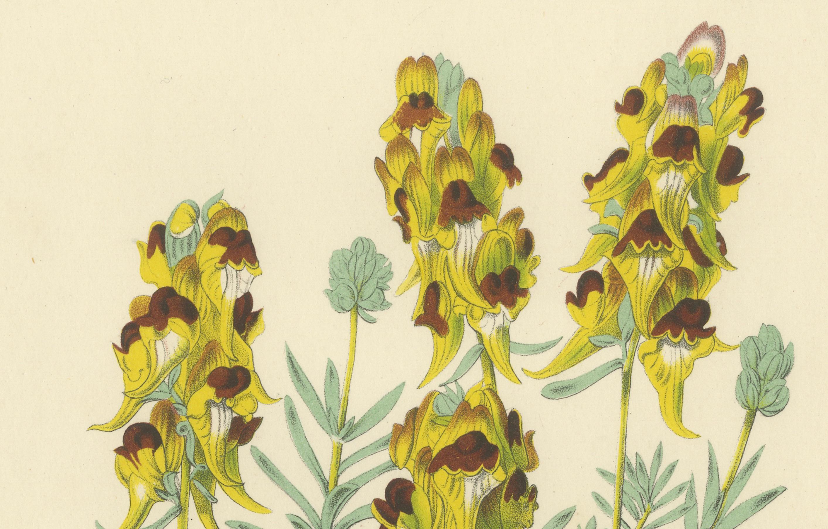 Linaire 'Linaria Tristis' Illustration botanique de Louis van Houtte, 19ème siècle

Cette illustration botanique représente *Linaria tristis*, communément appelée linaire, une plante caractérisée par ses fleurs jaunes et marron. 

L'œuvre, qui
