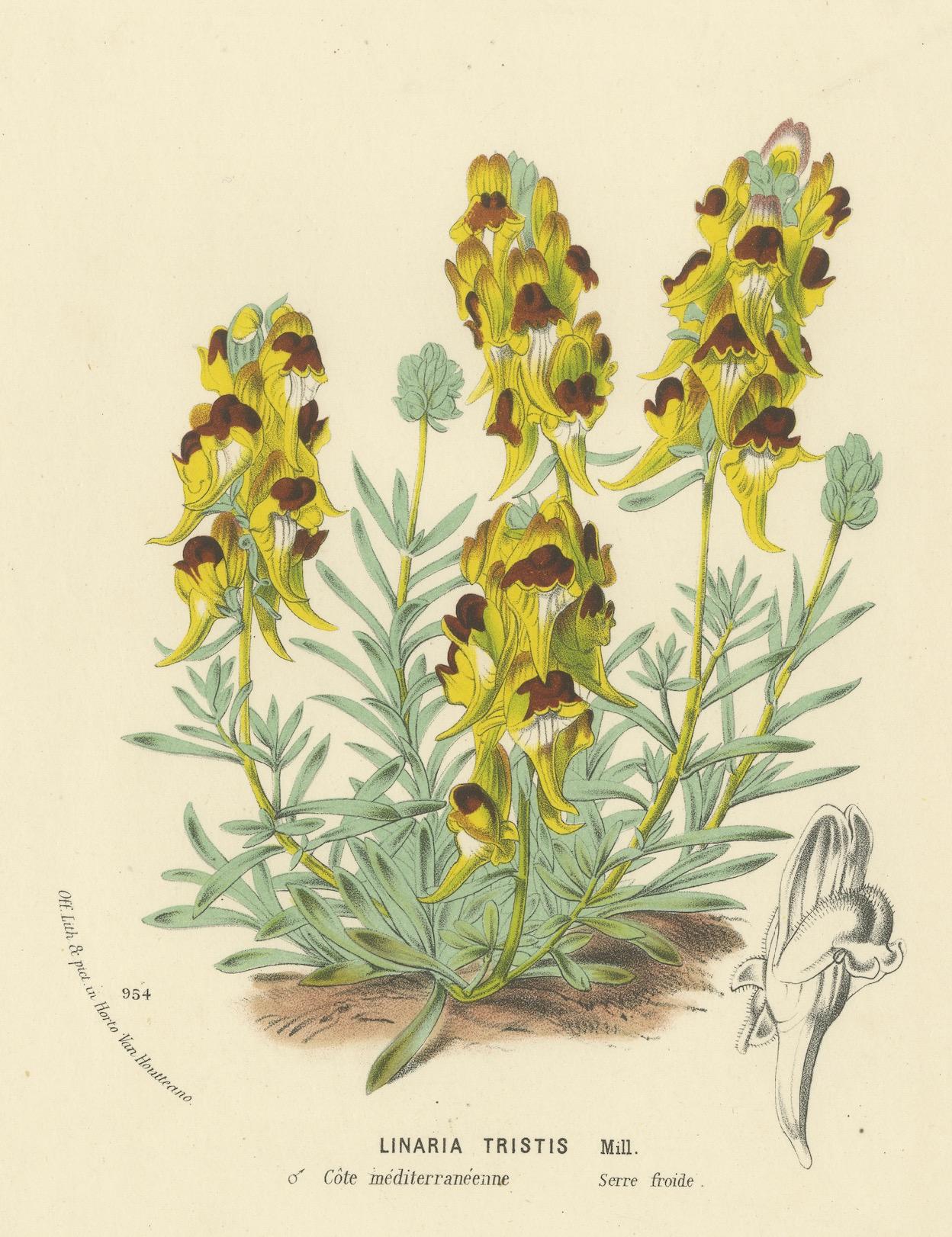 Toadflax Linaria Tristis d'illustration botanique de Louis van Houtte, vers 1850 Bon état - En vente à Langweer, NL