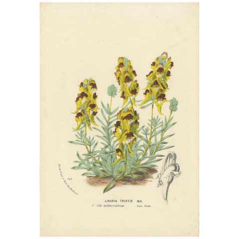 Toadflax 'Linaria Tristis' Botanical Illustration by Louis van Houtte, c.1850
