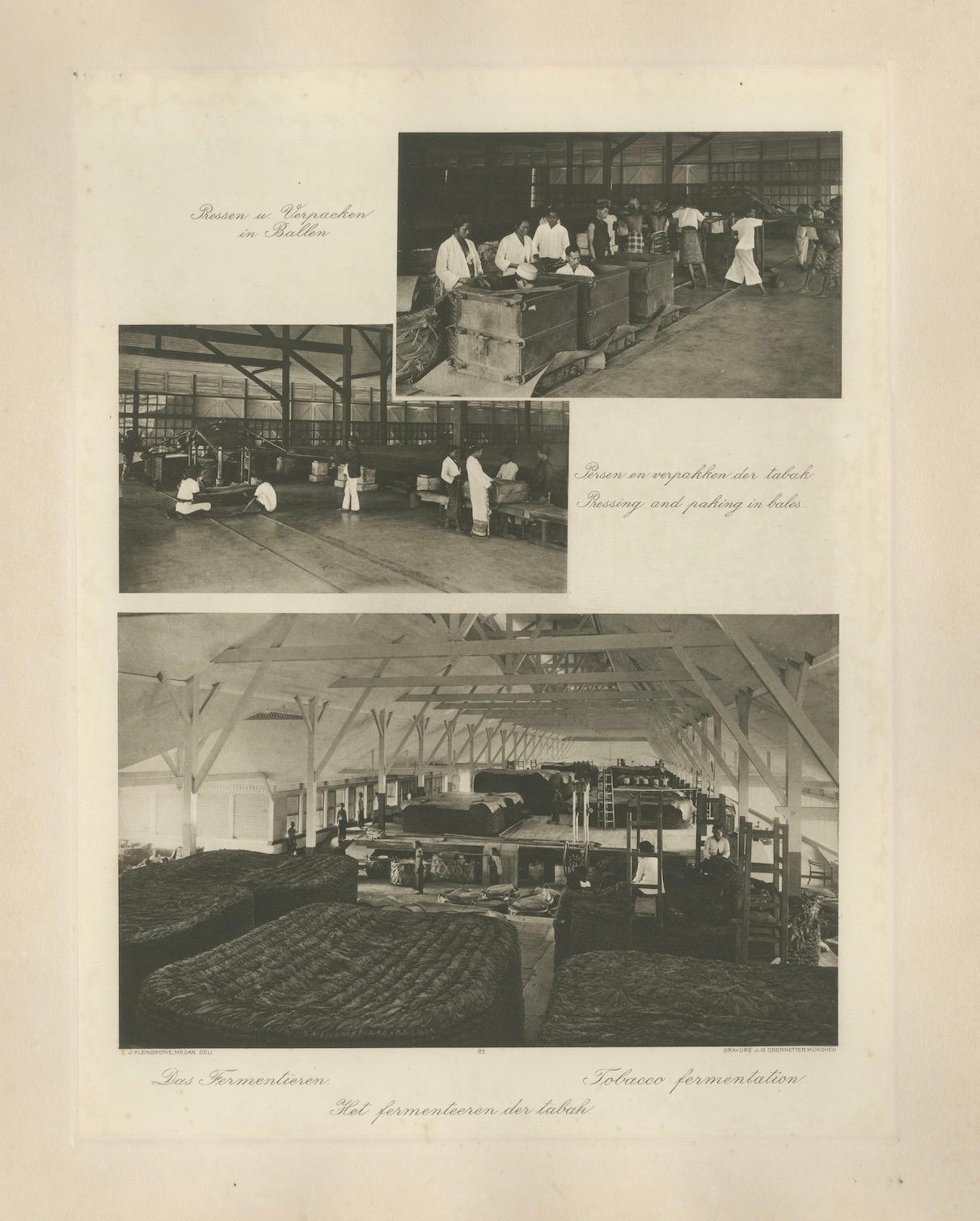 Olandese Fermentazione e confezionamento del tabacco - Deli, Sumatra, Kleingrothe, c.C. in vendita