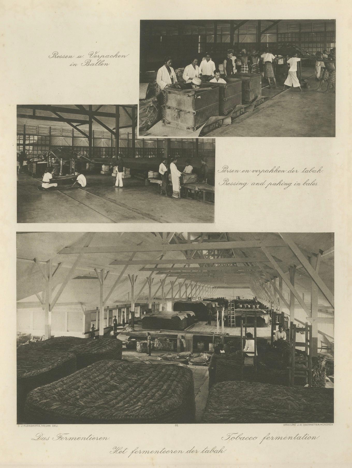 Fermentazione e confezionamento del tabacco - Deli, Sumatra, Kleingrothe, c.C. In condizioni buone in vendita a Langweer, NL