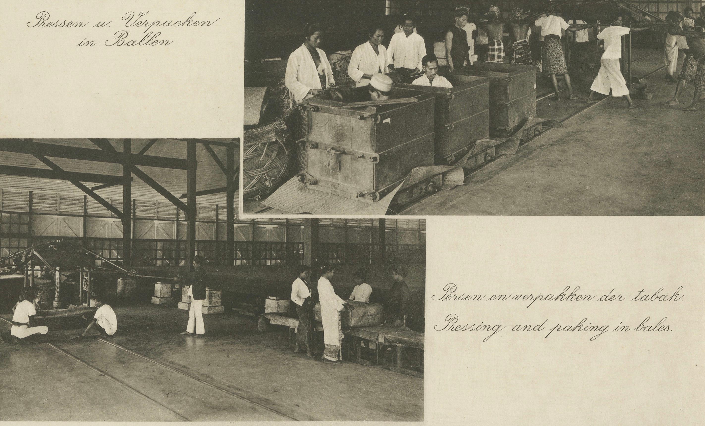 Carta Fermentazione e confezionamento del tabacco - Deli, Sumatra, Kleingrothe, c.C. in vendita