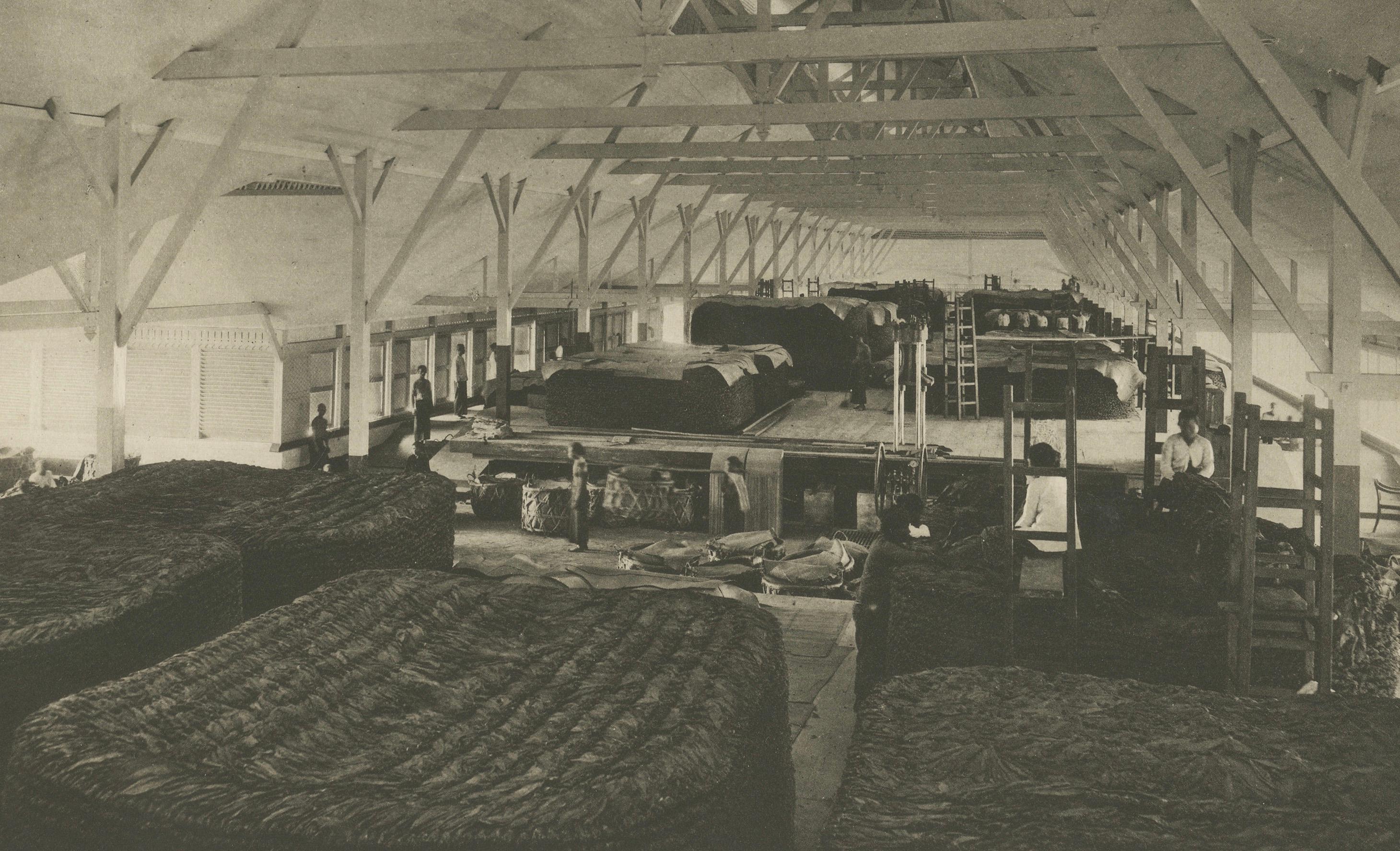 Fermentazione e confezionamento del tabacco - Deli, Sumatra, Kleingrothe, c.C. in vendita 1