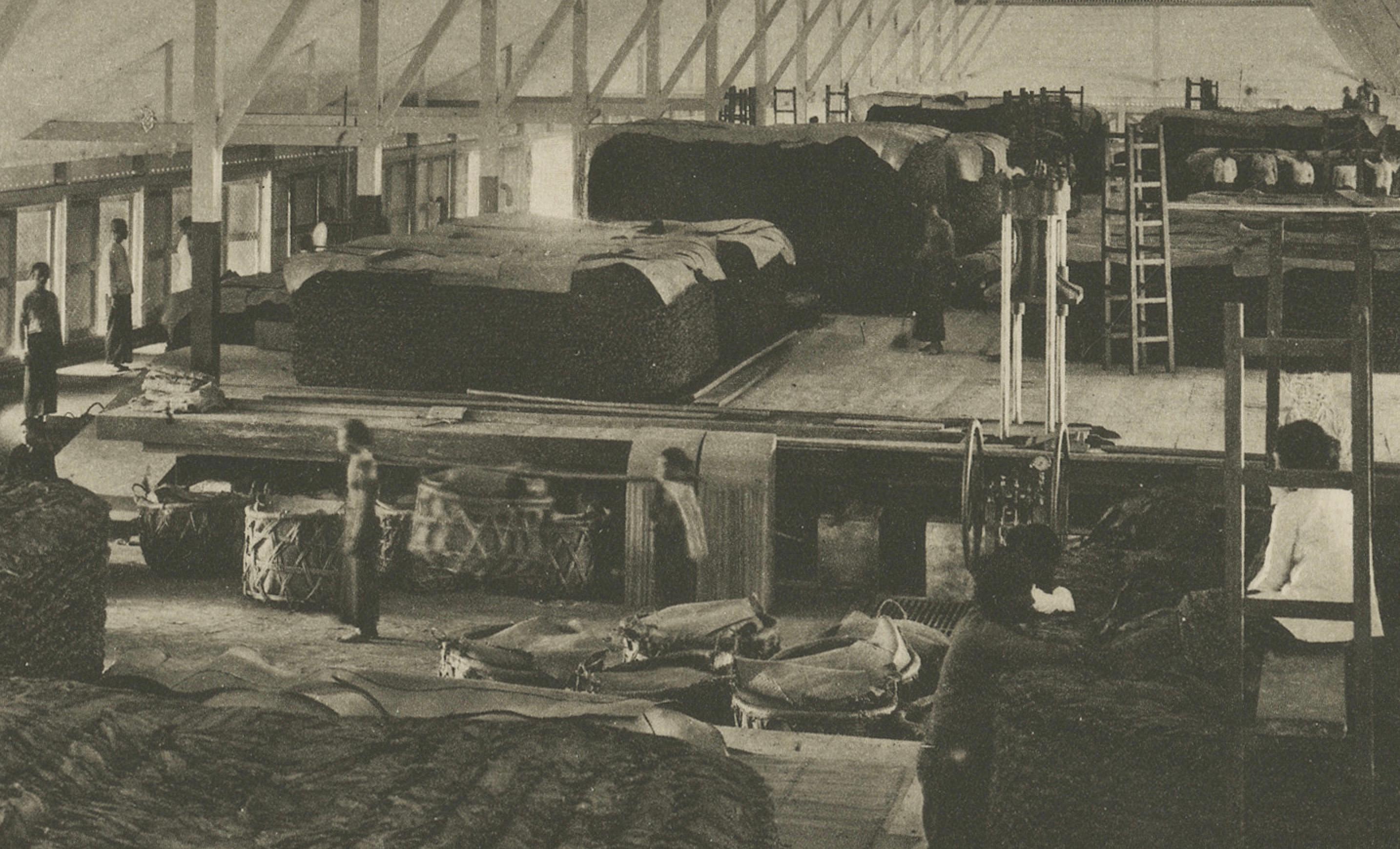 Fermentazione e confezionamento del tabacco - Deli, Sumatra, Kleingrothe, c.C. in vendita 2