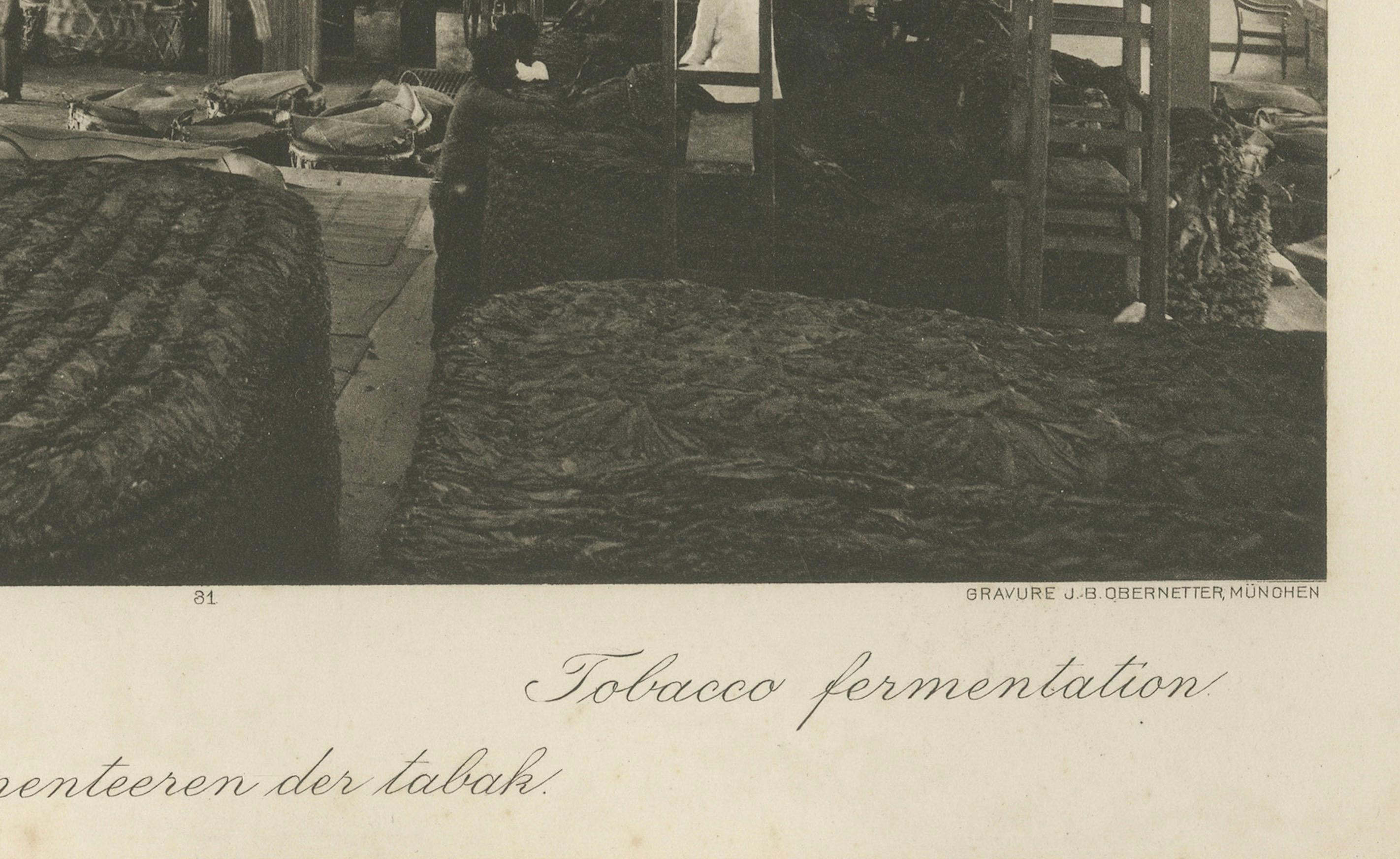 Fermentazione e confezionamento del tabacco - Deli, Sumatra, Kleingrothe, c.C. in vendita 3