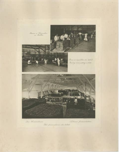 Tobacco Fermentation & Packing – Deli, Sumatra, Kleingrothe, c.1900