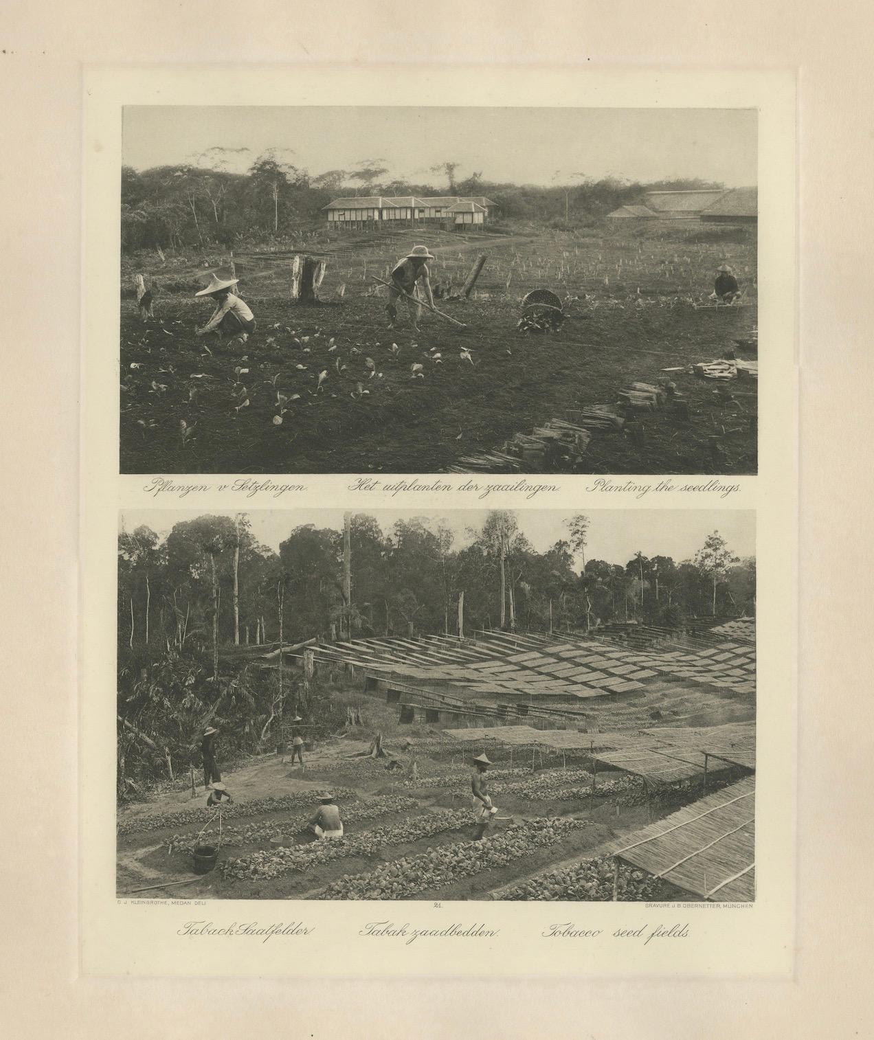 Plantar los plantones y los campos de semillas de tabaco - C.J. Kleingrothe, hacia 1910

Esta lámina de fotograbado de principios del siglo XX documenta dos etapas esenciales del cultivo del tabaco Deli en Sumatra Oriental. La imagen superior