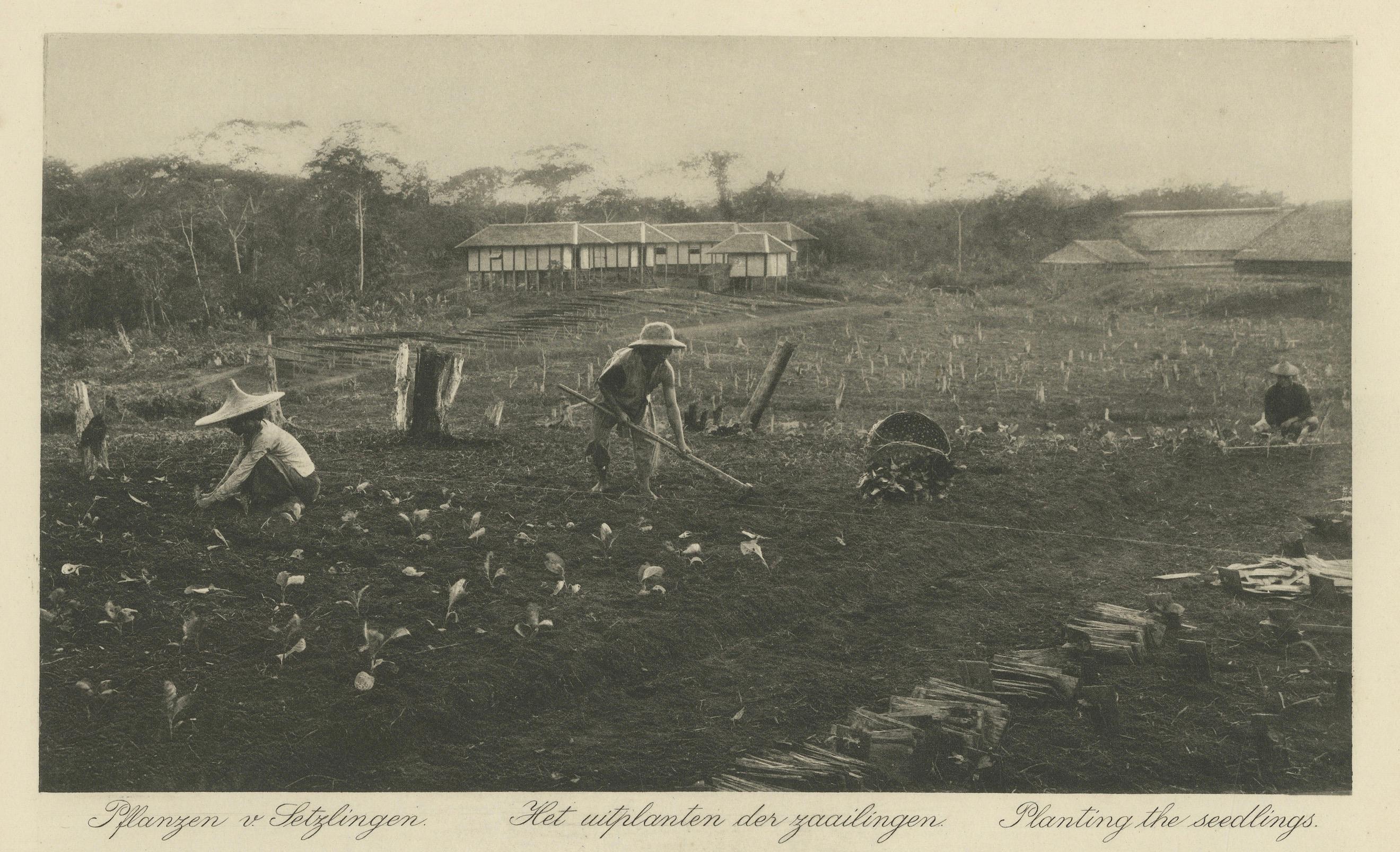 Campos de semillas de tabaco - Región de Deli, Sumatra  - Indias Orientales Holandesas, c.1910 Holandés en venta