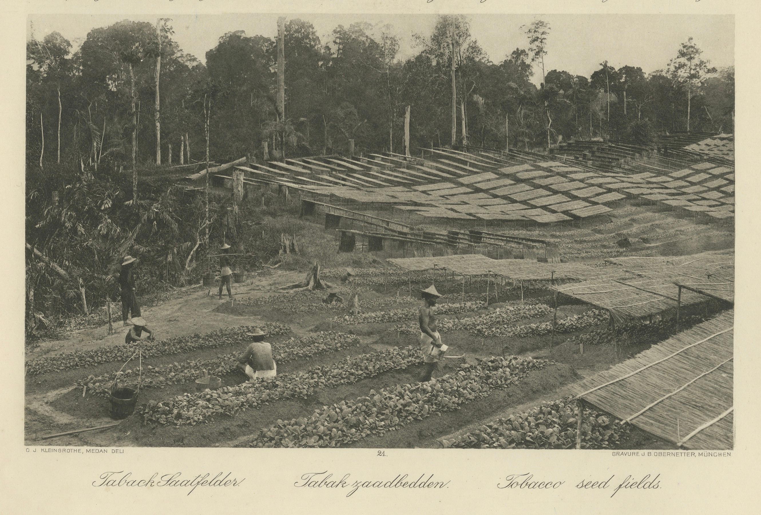 Campos de semillas de tabaco - Región de Deli, Sumatra  - Indias Orientales Holandesas, c.1910 en Bueno estado para la venta en Langweer, NL