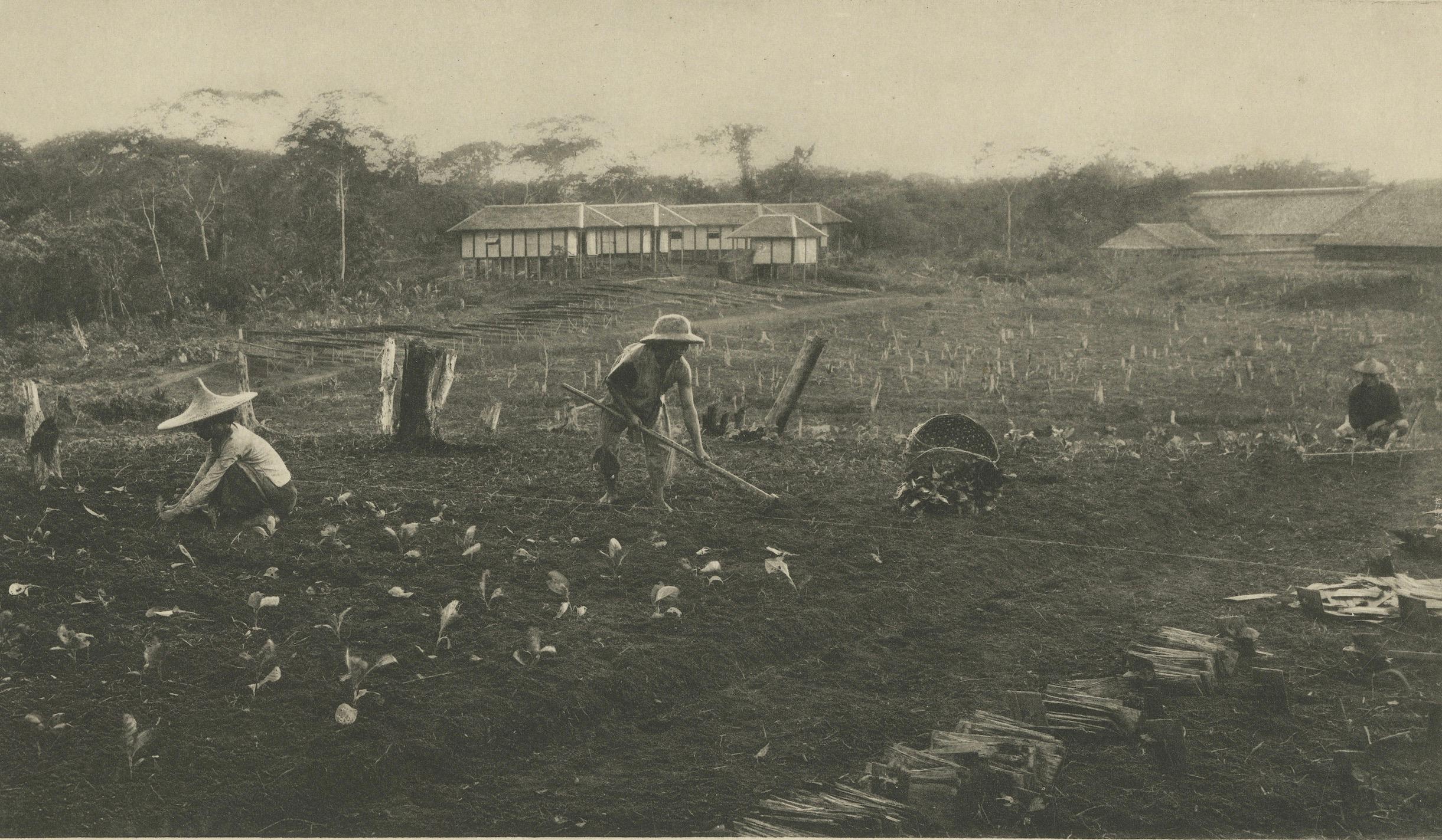 Campos de semillas de tabaco - Región de Deli, Sumatra  - Indias Orientales Holandesas, c.1910 siglo XX en venta