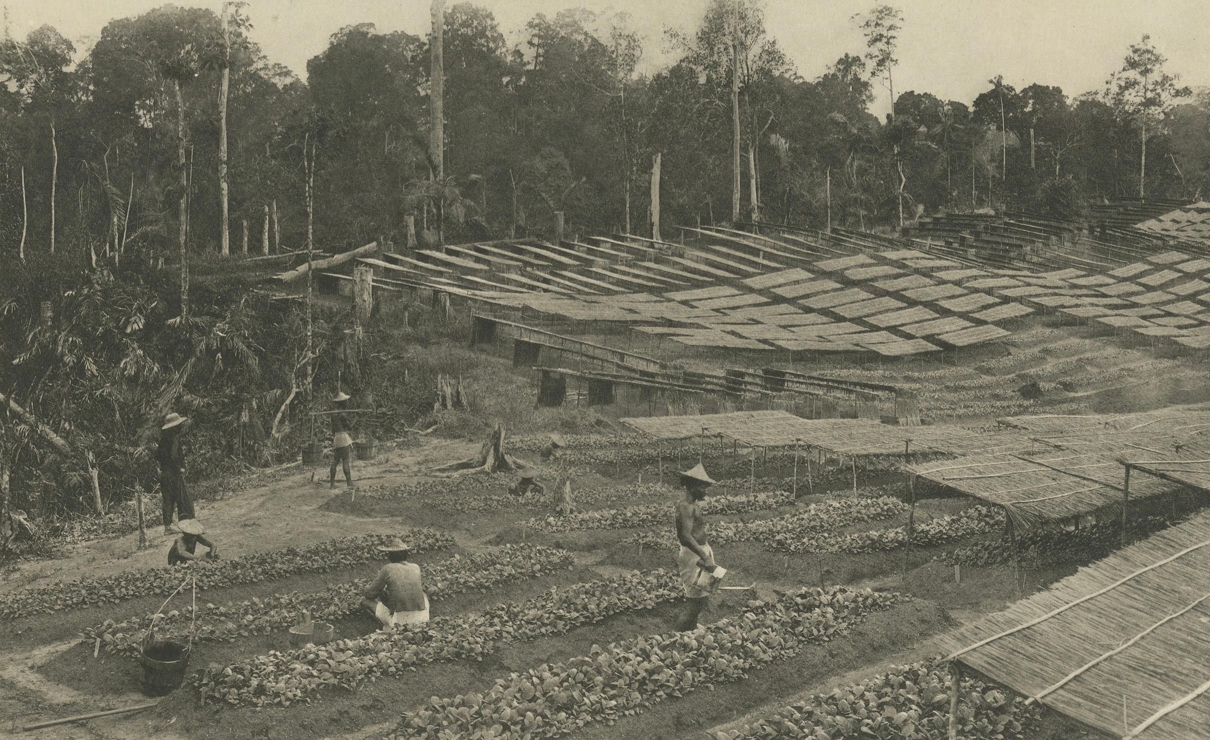 Campos de semillas de tabaco - Región de Deli, Sumatra  - Indias Orientales Holandesas, c.1910 Papel en venta