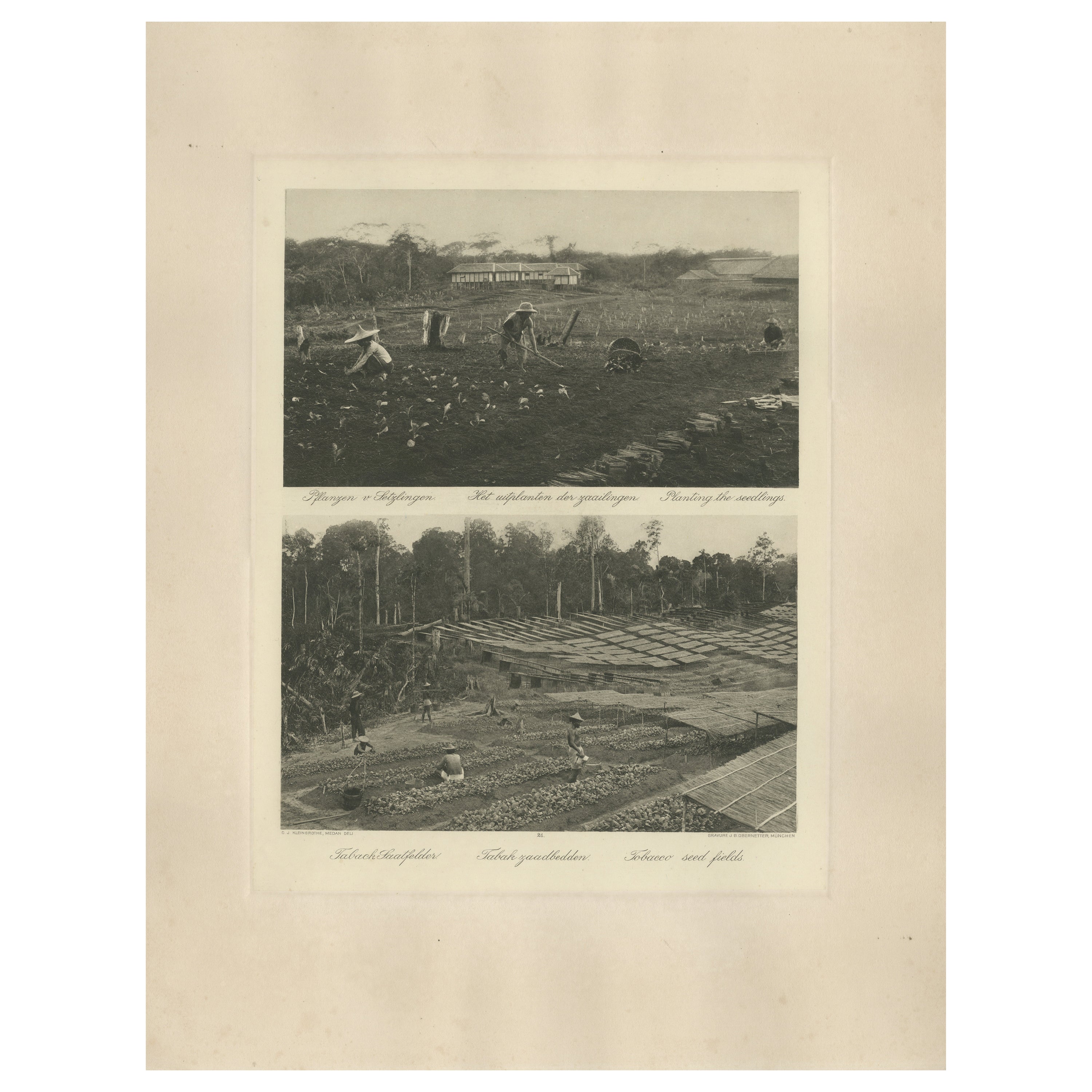 Campos de semillas de tabaco - Región de Deli, Sumatra  - Indias Orientales Holandesas, c.1910