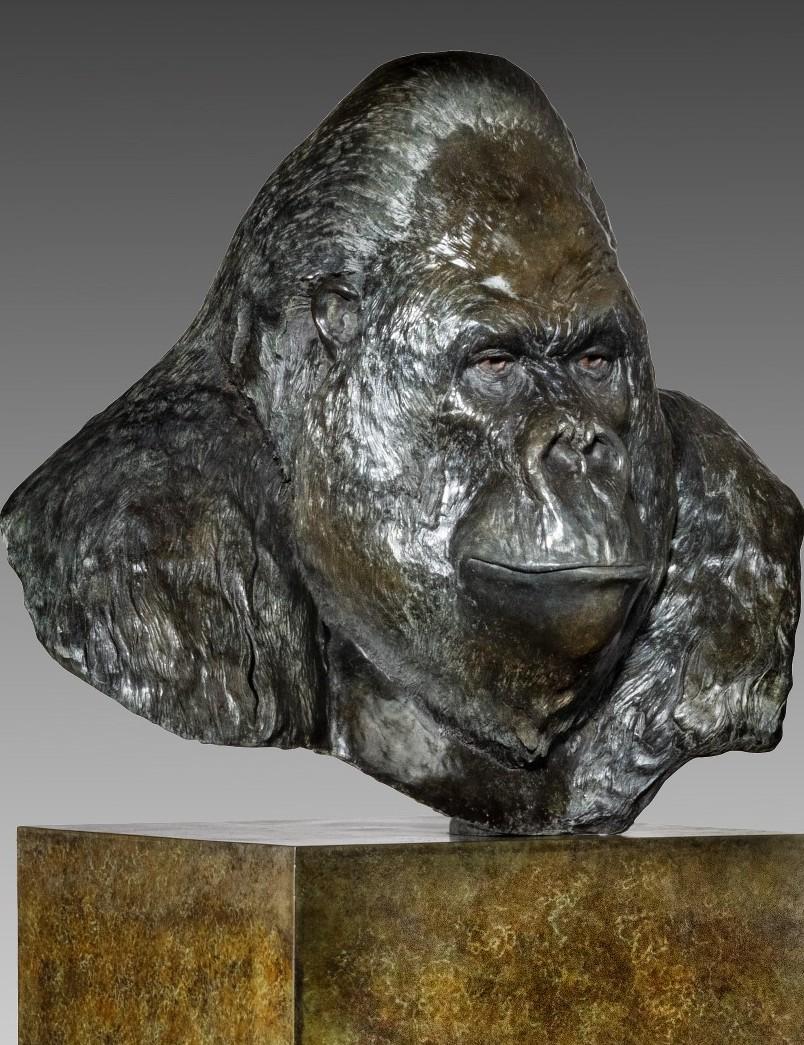 'Nico' by Tobias Martin is a Solid Bronze Animal Sculpture. Based on the oldest silverback gorilla kept in captivity 'Nico' is an exact replica of Nico's features. 

Tobias Martin was born in 1972 in Wiltshire, 12 miles from Stonehenge. Influenced