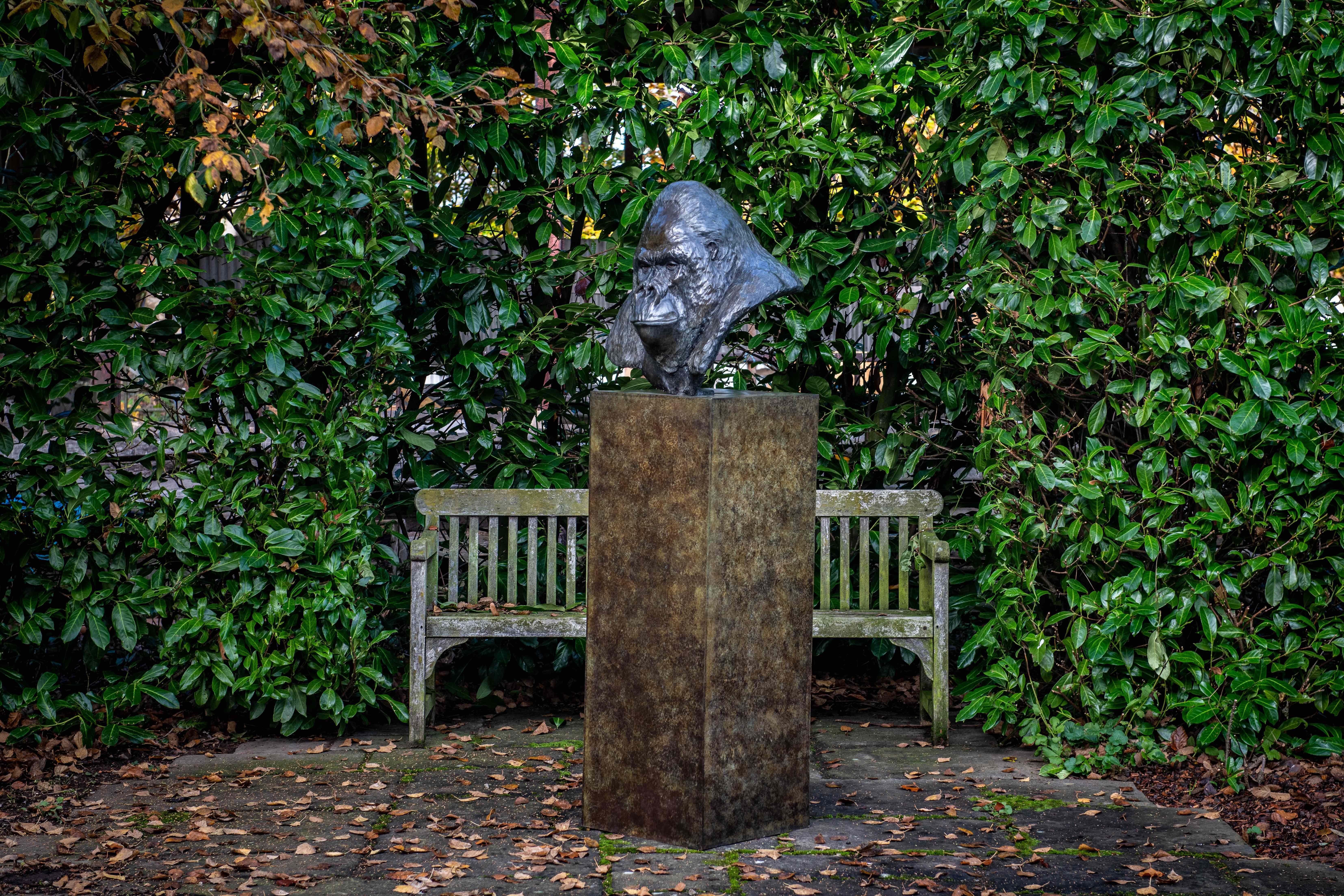Contemporary Bronze Life Size Sculpture of a Gorilla 'Nico' by Tobias Martin  3