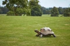 Contemporary Bronze Sculpture of a brown Tortoise, shell, patination, sealife