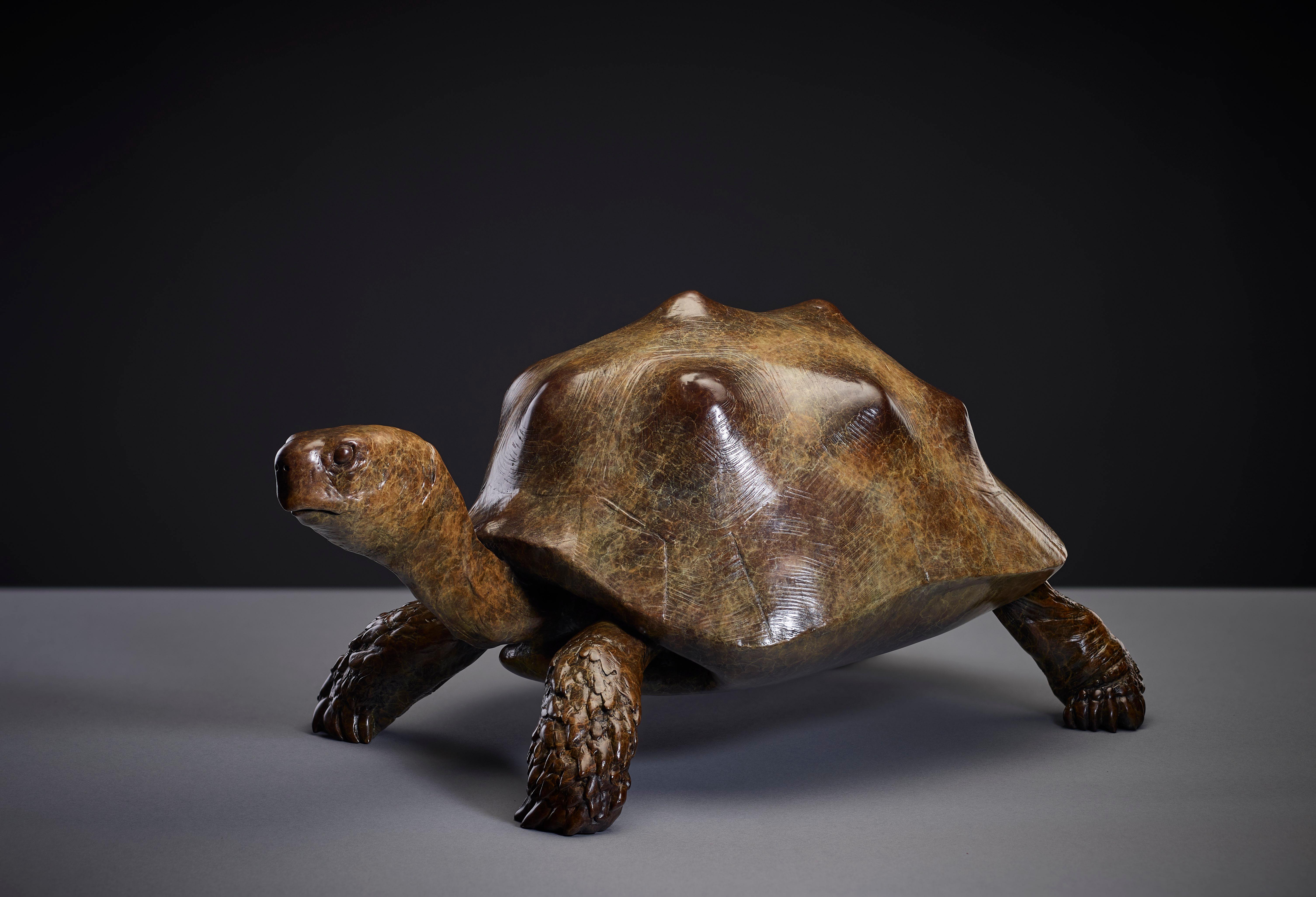 Tobias Martin Still-Life Sculpture - Contemporary Bronze Sculpture of a brown Tortoise, shell, patination, sealife