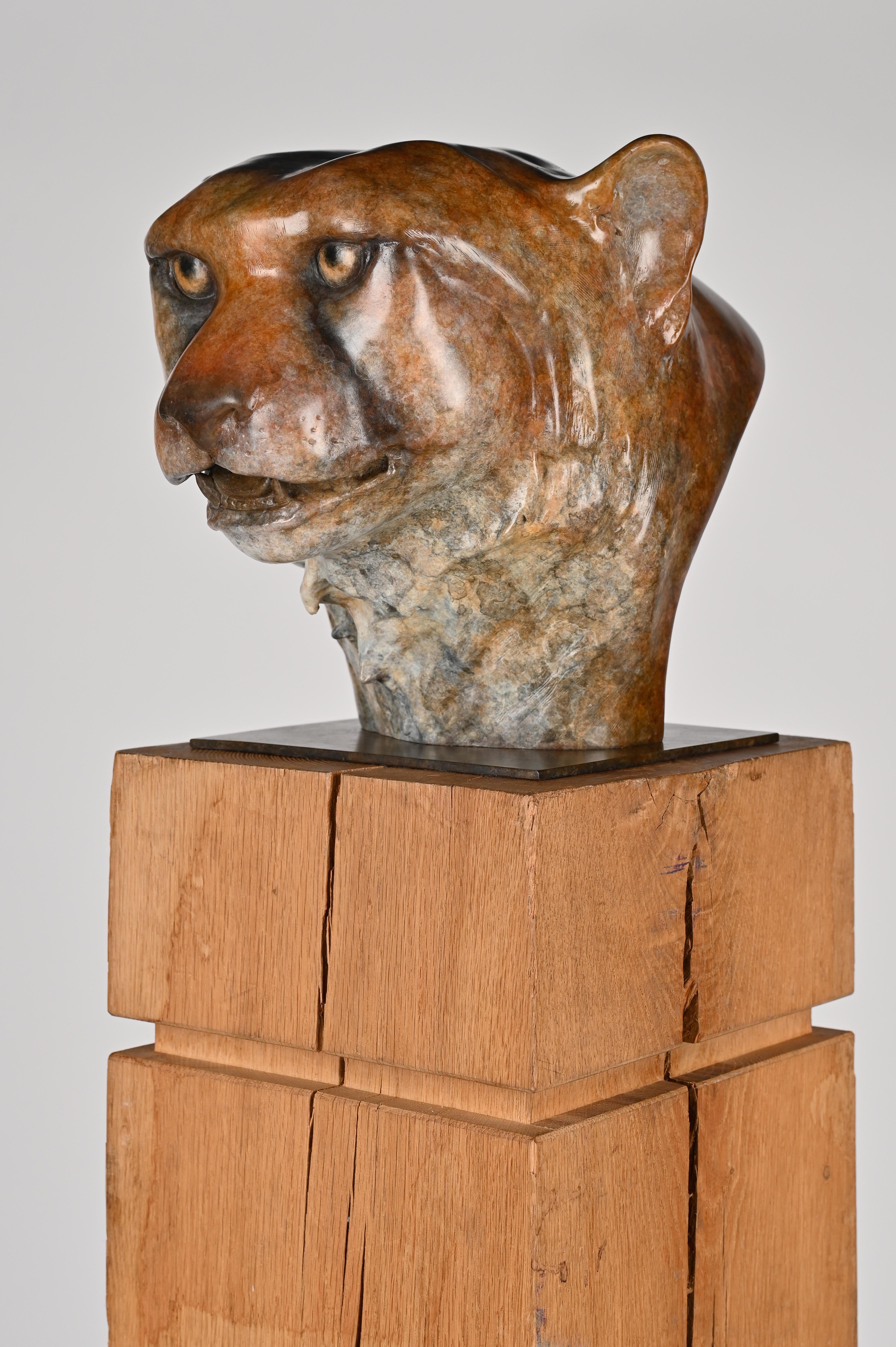 Contemporary Bronze Sculpture of a Cheetah head, big cat, animal, wildlife
