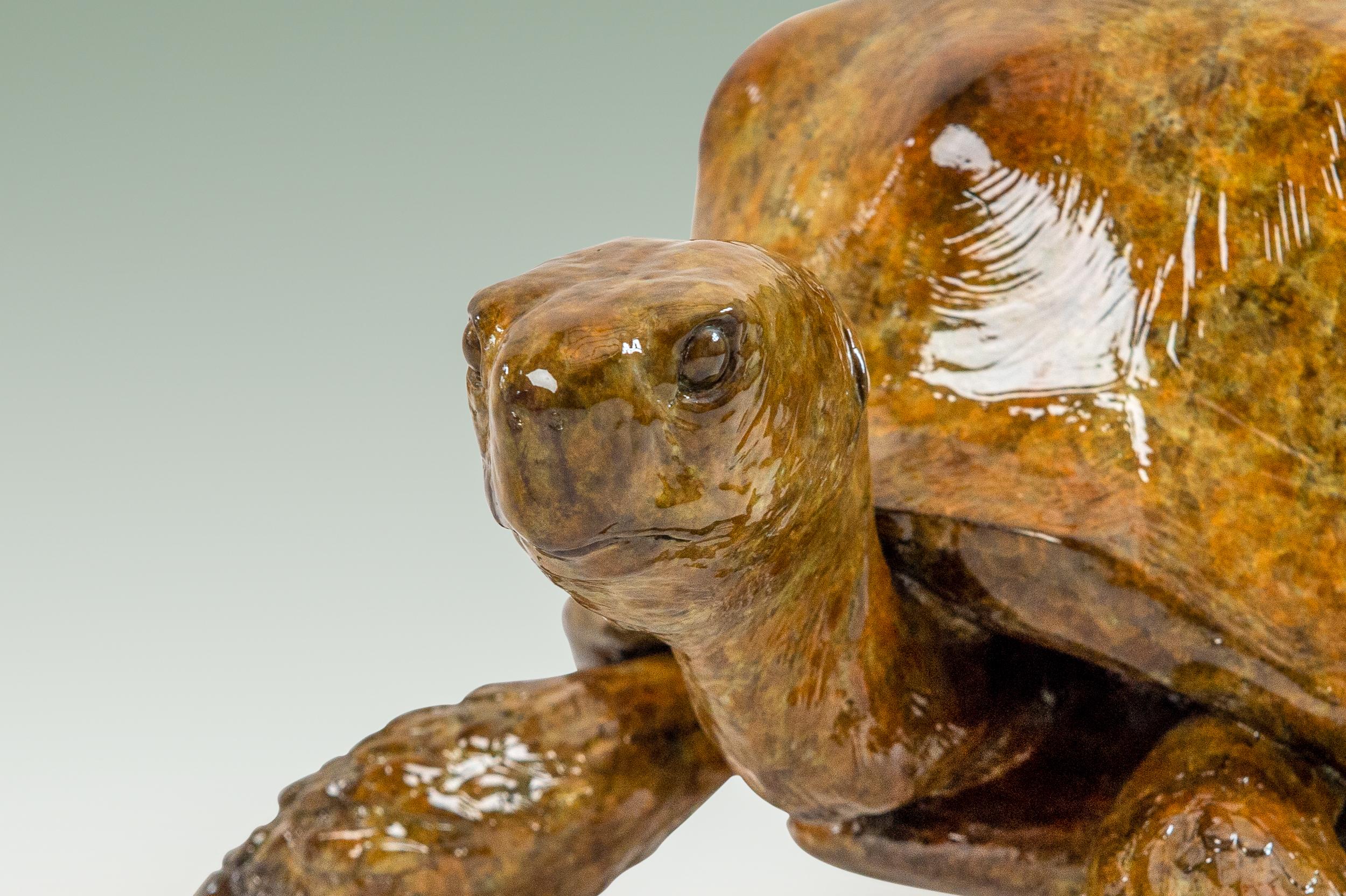 'Tortoise' Contemporary bronze animal sculpture of a tortoise, glossy finish  - Sculpture by Tobias Martin
