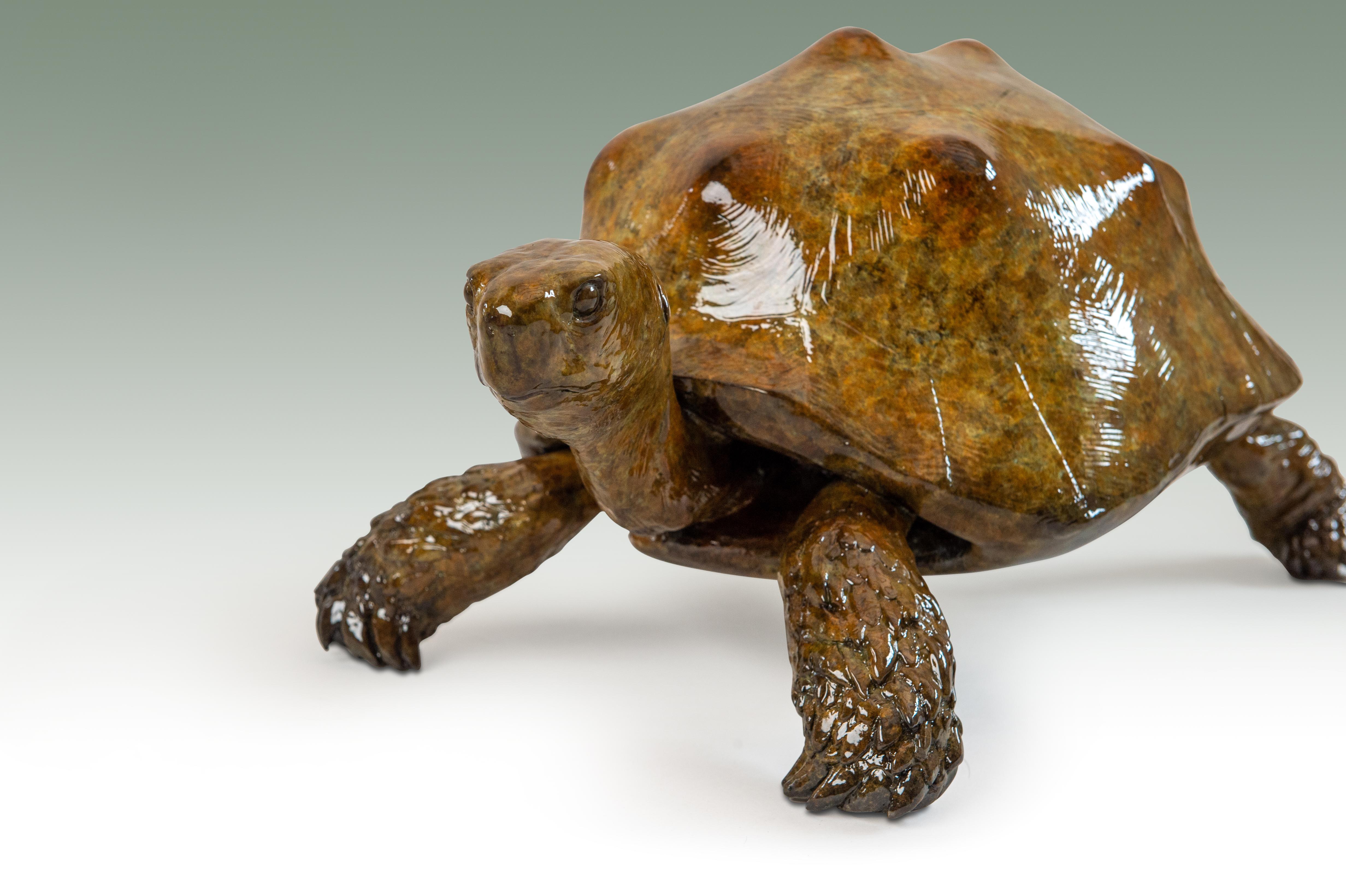 'Tortue' Sculpture animalière contemporaine en bronze représentant une tortue, finition brillante  - Or Figurative Sculpture par Tobias Martin