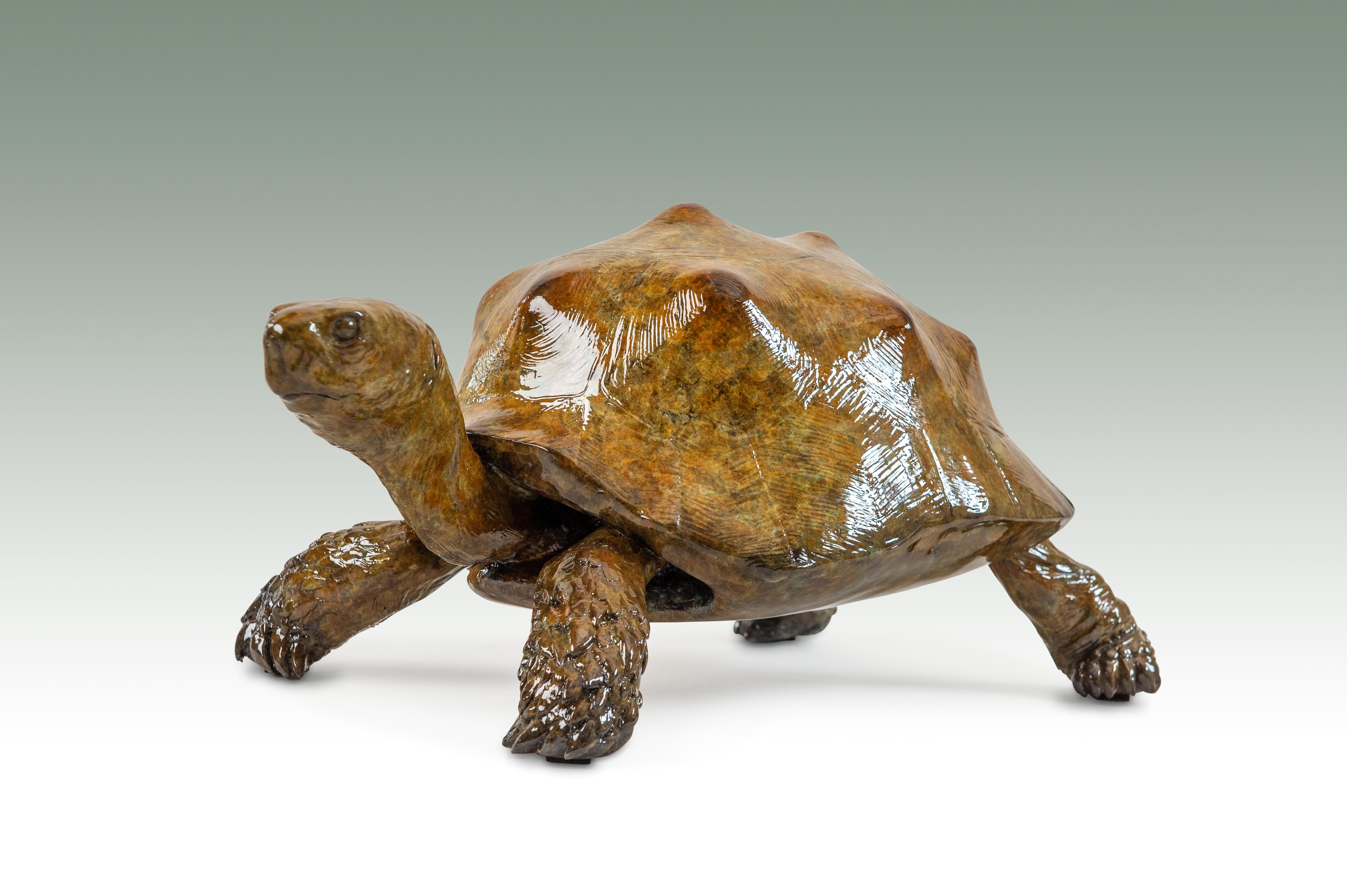 Tobias Martin Figurative Sculpture - 'Tortoise' Contemporary bronze animal sculpture of a tortoise, glossy finish 