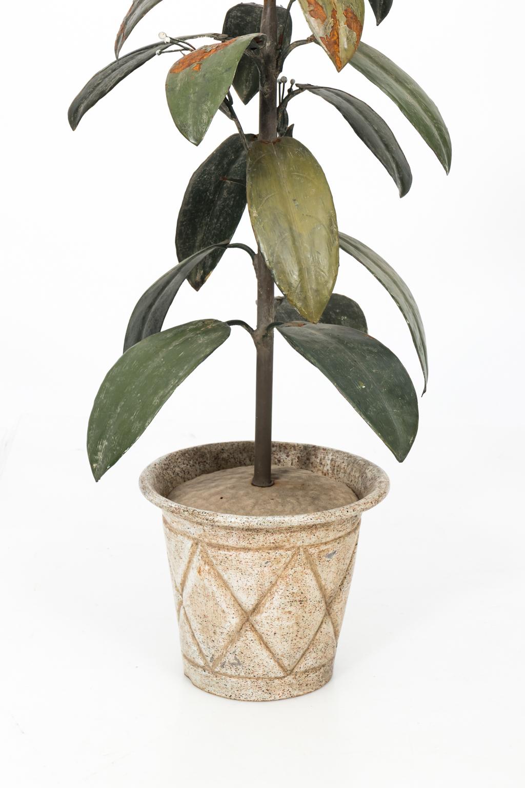 Painted tole rubber trees front France in white pot. There is some oxidation on the leaves, circa 1910.