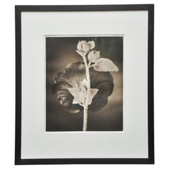 Tom Baril Hollyhock Photograph Tom Baril Hollyhock Photograph