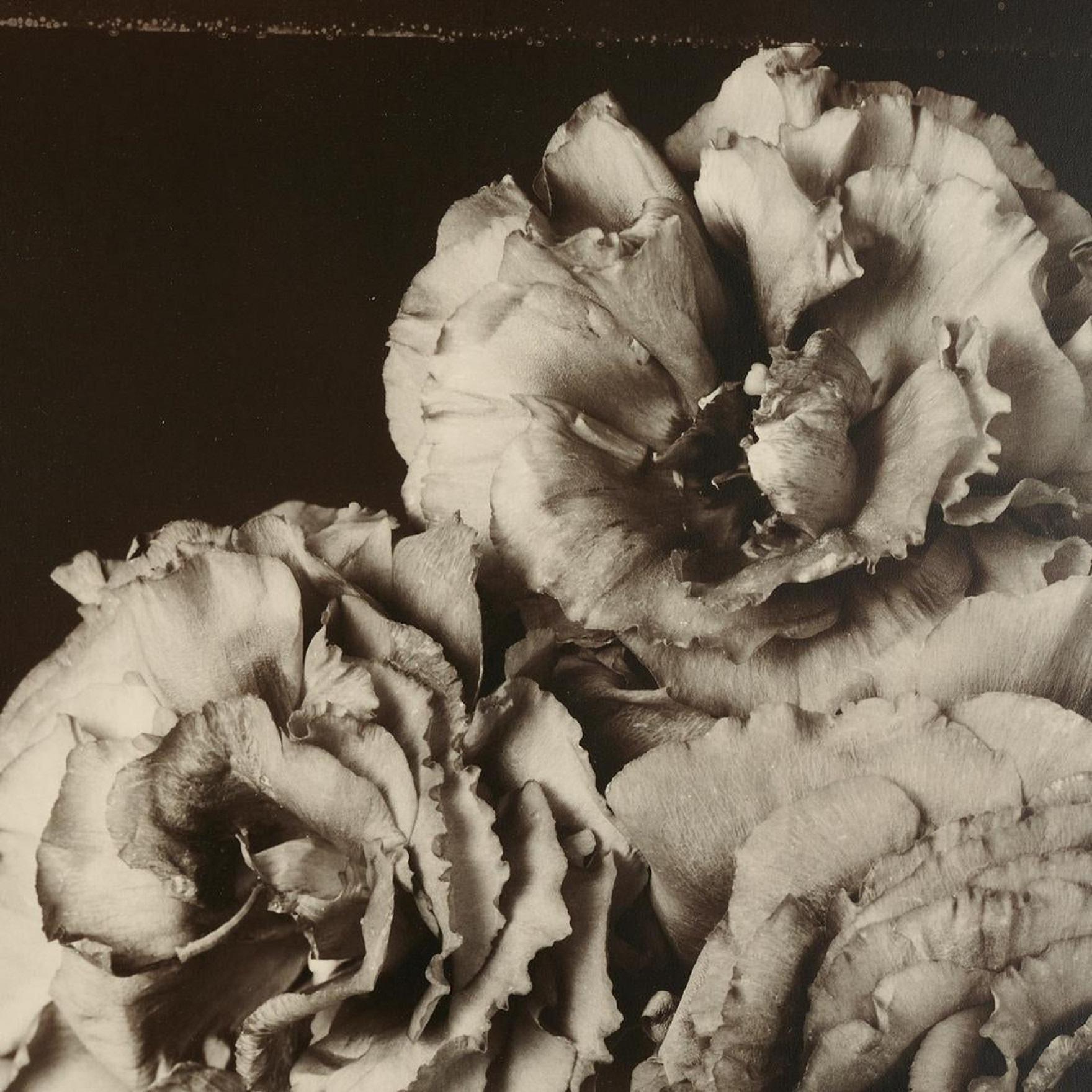 Photographie à fleurs vintage grand format en gélatine argentée noire et blanche Tom Baril en vente 4