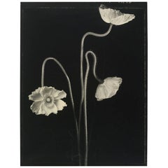 Tom Baril, Trois coquelicots #1