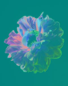 Ultraviolet Flowers - A Limited Edition Photograph - Tom Blachford & Kate Ballis