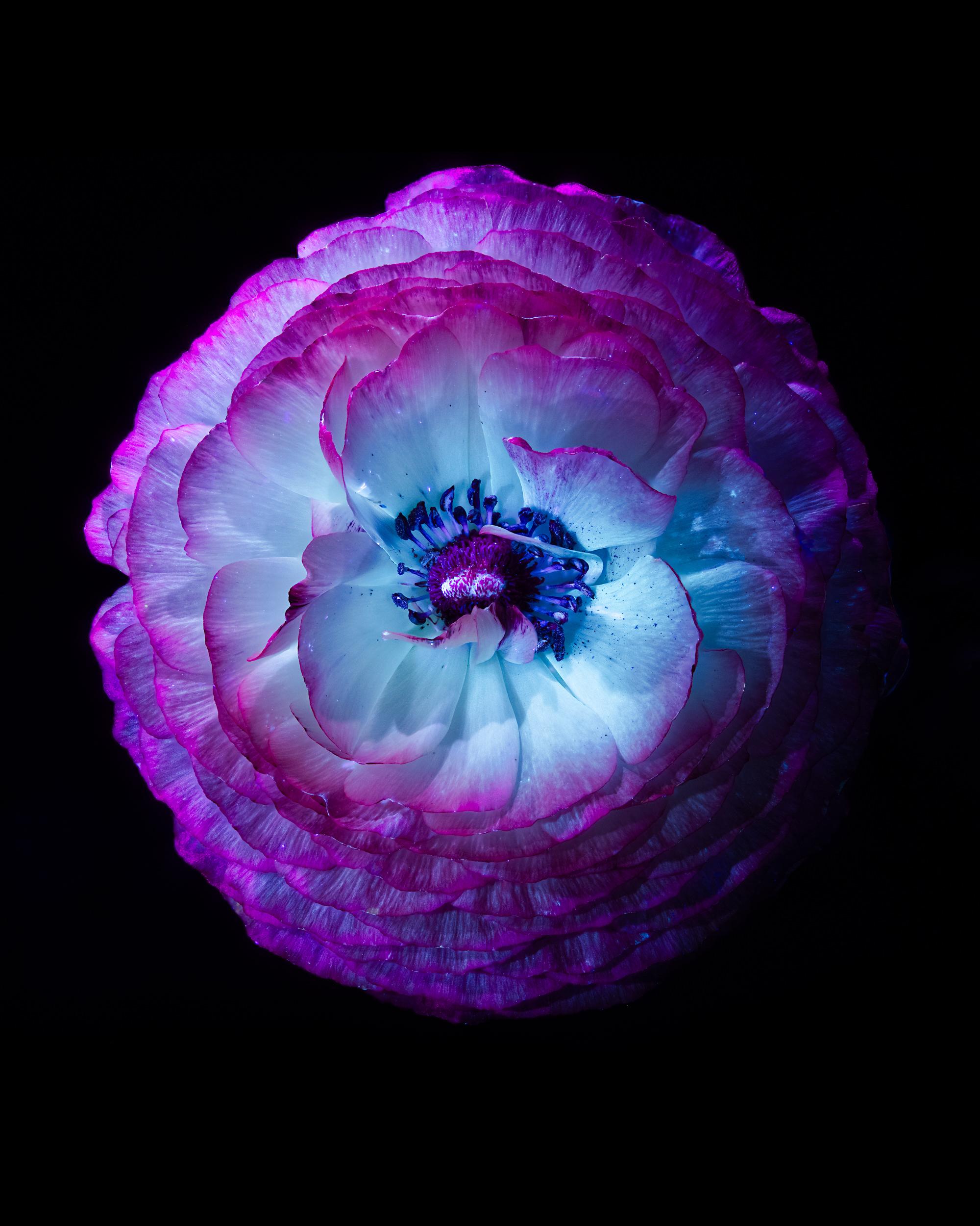 Ultraviolet-Blumen in limitierter Auflage – Eine Fotografie in limitierter Auflage – Tom Blachford & Kate Ballis