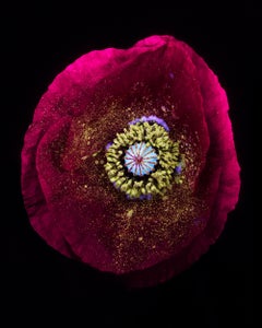 Vintage Ultraviolet Flowers - A Limited Edition Photograph - Tom Blachford & Kate Ballis