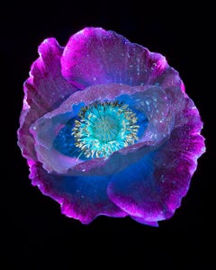 Vintage Ultraviolet Flowers - A Limited Edition Photograph - Tom Blachford & Kate Ballis