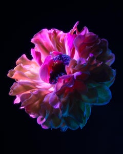 Flores ultravioletas - Fotografía de edición limitada - Tom Blachford y Kate Ballis