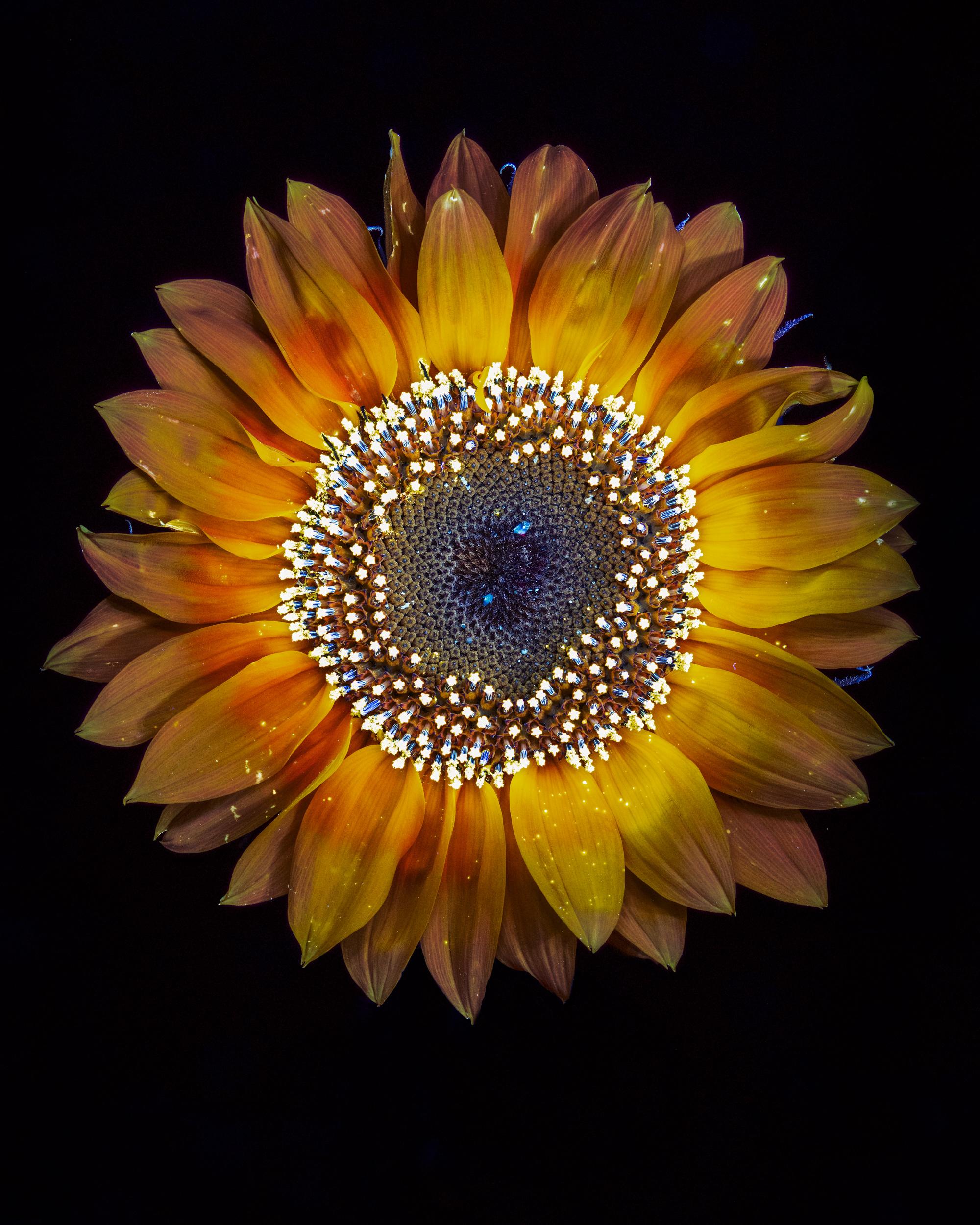 Ultraviolet-Blumen in limitierter Auflage – Eine Fotografie in limitierter Auflage – Tom Blachford & Kate Ballis