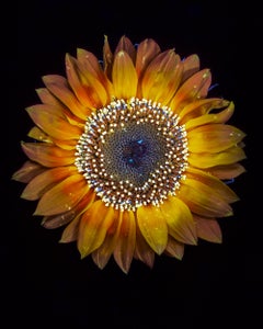 Ultraviolet-Blumen in limitierter Auflage – Eine Fotografie in limitierter Auflage – Tom Blachford & Kate Ballis