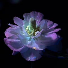 Untitled UV Flowers, Tom Blachford & Katie Ballis' newest series