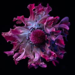 Untitled UV Flowers, Tom Blachford & Katie Ballis' newest series