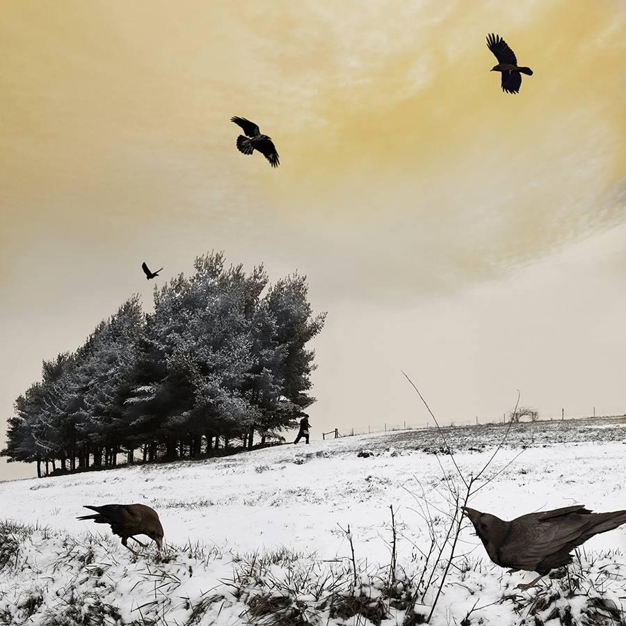 Tom Chambers Color Photograph - As the Crow Flies