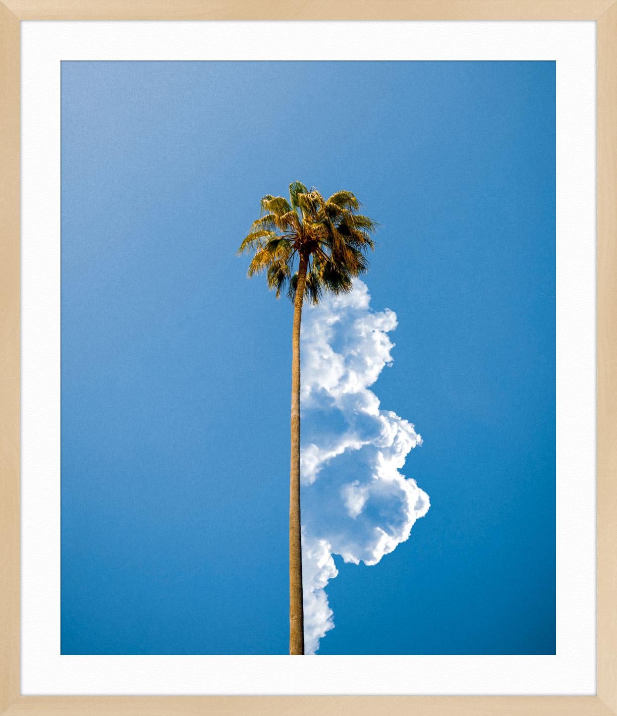 Palm 1 - Blue Landscape Photograph by Tom Fabia