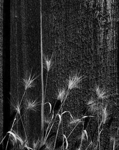Barley and Boards, Yosemite