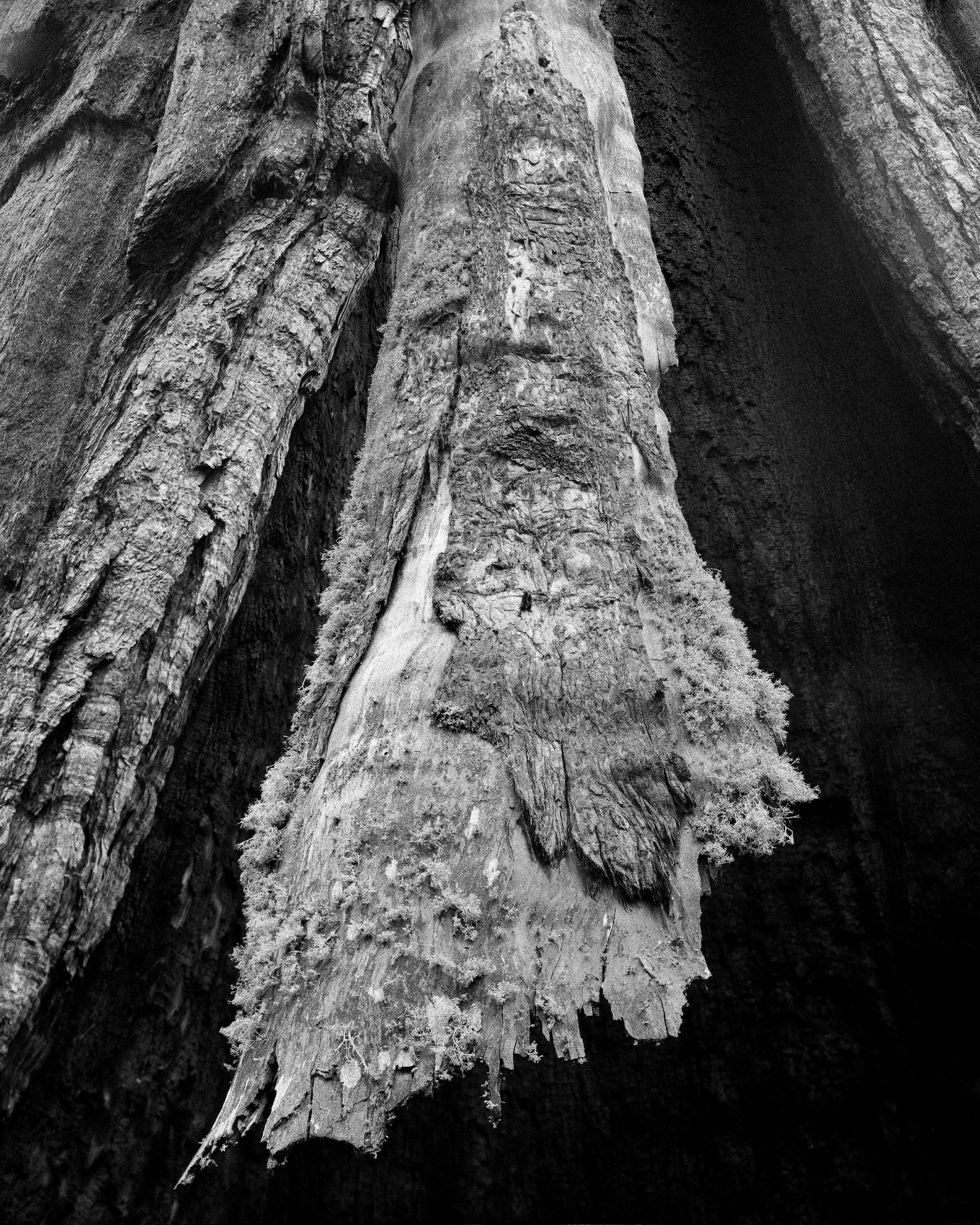 Landscape Photograph di Tom Ferderbar - Albero carbonizzato, Yosemite