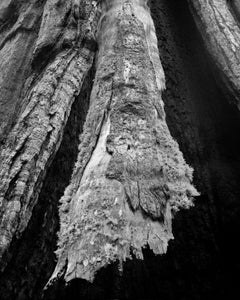 Vintage Charred Tree, Yosemite